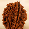 Close-up of authentic natural Rudraksha showing crystal texture, colour and craftsmanship – rudraksha 2 mukhi symbol of unity harmony and emotional balance