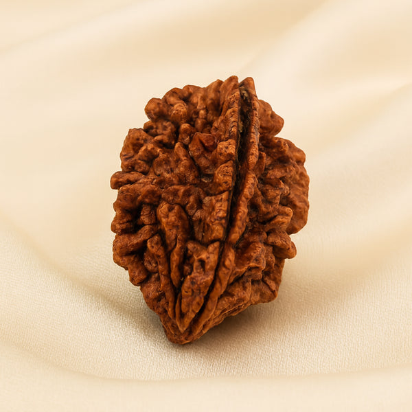 2 Mukhi Rudraksha displayed fully on white silk cloth to show its natural colour, shape and finish