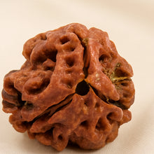 Load image into Gallery viewer, Close-up of authentic natural Rudraksha showing crystal texture, colour and craftsmanship – rudraksha 3 mukhi symbol of purification confidence and inner
