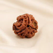 Load image into Gallery viewer, 3 Mukhi Rudraksha displayed fully on white silk cloth to show its natural colour, shape and finish
