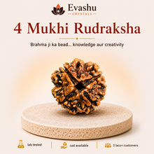 Load image into Gallery viewer, Authentic natural 4 Mukhi Rudraksha for Knowledge Focus and Creative Thinking, shown as the main Evashu product view
