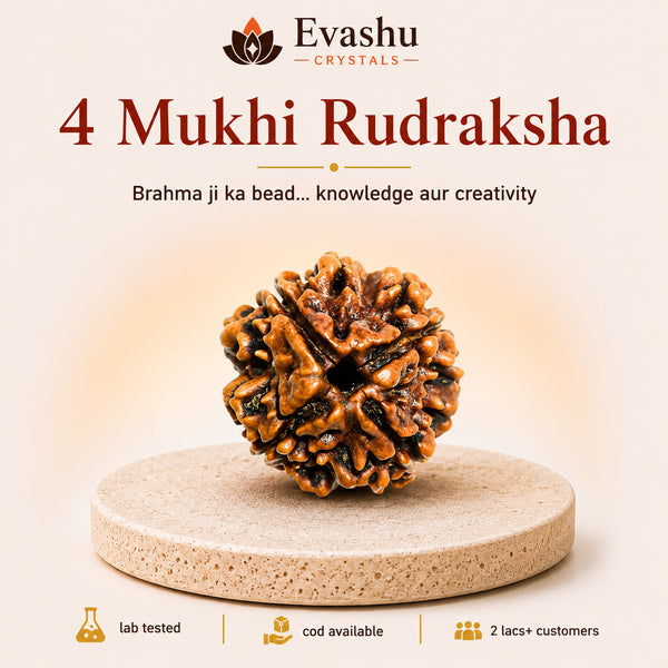 Authentic natural 4 Mukhi Rudraksha for Knowledge Focus and Creative Thinking, shown as the main Evashu product view