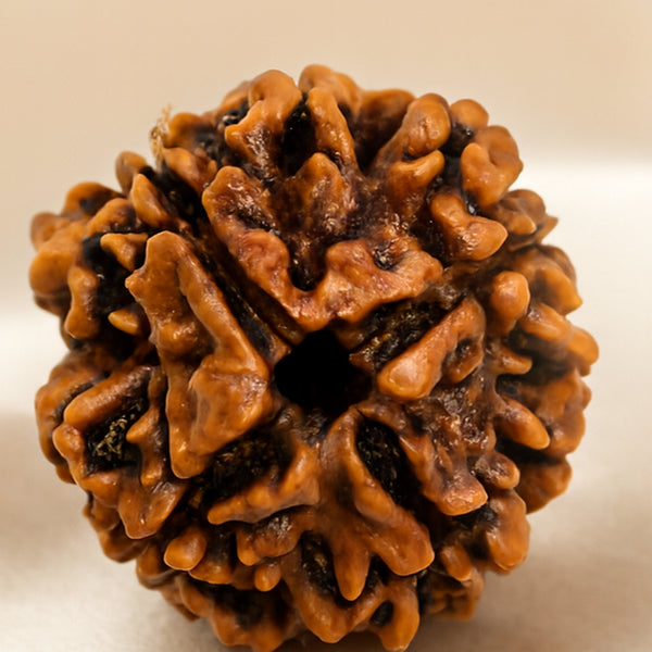 Close-up of authentic natural Rudraksha showing crystal texture, colour and craftsmanship – rudraksha 4 mukhi symbol of knowledge creativity and clear