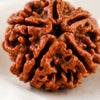 Close-up of authentic natural Rudraksha showing crystal texture, colour and craftsmanship – rudraksha 5 mukhi symbol of peace protection and spiritual growth