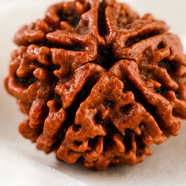 Close-up of authentic natural Rudraksha showing crystal texture, colour and craftsmanship – rudraksha 5 mukhi symbol of peace protection and spiritual growth