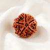 5 Mukhi Rudraksha displayed fully on white silk cloth to show its natural colour, shape and finish