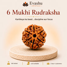 Load image into Gallery viewer, Authentic natural 6 Mukhi Rudraksha for Discipline Support and Sharp Focus, shown as the main Evashu product view
