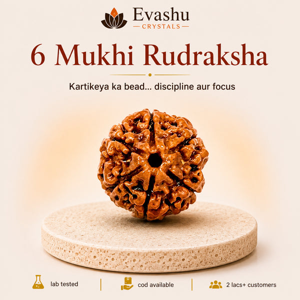 Authentic natural 6 Mukhi Rudraksha for Discipline Support and Sharp Focus, shown as the main Evashu product view