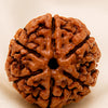 Close-up of authentic natural Rudraksha showing crystal texture, colour and craftsmanship – rudraksha 6 mukhi symbol of strength focus and emotional stability
