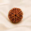 6 Mukhi Rudraksha displayed fully on white silk cloth to show its natural colour, shape and finish