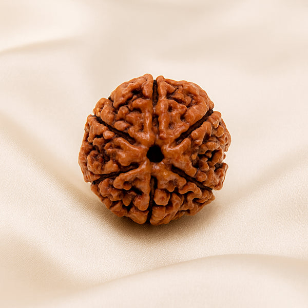 6 Mukhi Rudraksha displayed fully on white silk cloth to show its natural colour, shape and finish
