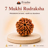 Authentic natural 7 Mukhi Rudraksha for Wealth Energy and Business Growth, shown as the main Evashu product view