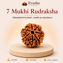 Load image into Gallery viewer, Authentic natural 7 Mukhi Rudraksha for Wealth Energy and Business Growth, shown as the main Evashu product view
