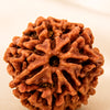 Close-up of authentic natural Rudraksha showing crystal texture, colour and craftsmanship – rudraksha 7 mukhi symbol of wealth prosperity and emotional healing