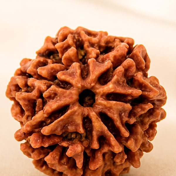 Close-up of authentic natural Rudraksha showing crystal texture, colour and craftsmanship – rudraksha 7 mukhi symbol of wealth prosperity and emotional healing