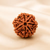 7 Mukhi Rudraksha displayed fully on white silk cloth to show its natural colour, shape and finish