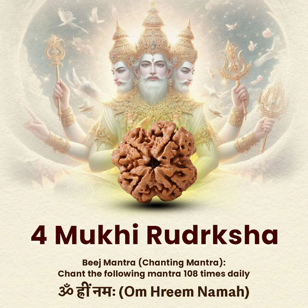 Natural 4 Mukhi Rudraksha linked with improved concentration and balanced energy, shown in a simple studio shot.
