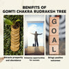 Natural & Original Gomti Chakra Crystal Tree – Wealth, Abundance & Prosperity | Showpiece for Home & Office - Scale Reference | Natural Seven Chakra, Rudraksha Crystal Crystal Tree for Evil Eye Protection & Negative Energy Shield