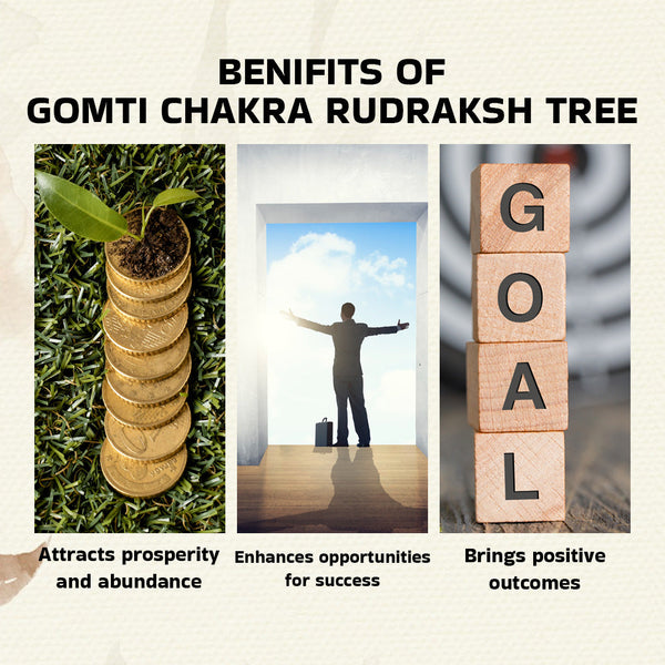Natural & Original Gomti Chakra Crystal Tree – Wealth, Abundance & Prosperity | Showpiece for Home & Office - Scale Reference | Natural Seven Chakra, Rudraksha Crystal Crystal Tree for Evil Eye Protection & Negative Energy Shield