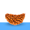 Natural 1-Mukhi Rudraksha certified by lab, promoting prosperity, health benefits, and spiritual wellbeing.