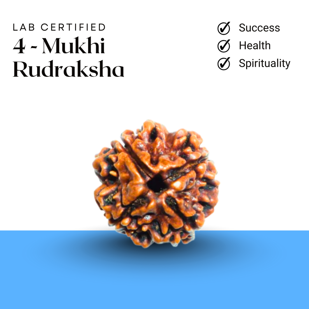 Lab certified 4 Mukhi Rudraksha symbolizing career growth, health, and spiritual clarity
