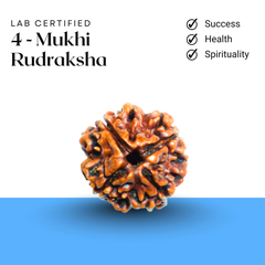Lab certified 4 Mukhi Rudraksha symbolizing career growth, health, and spiritual clarity