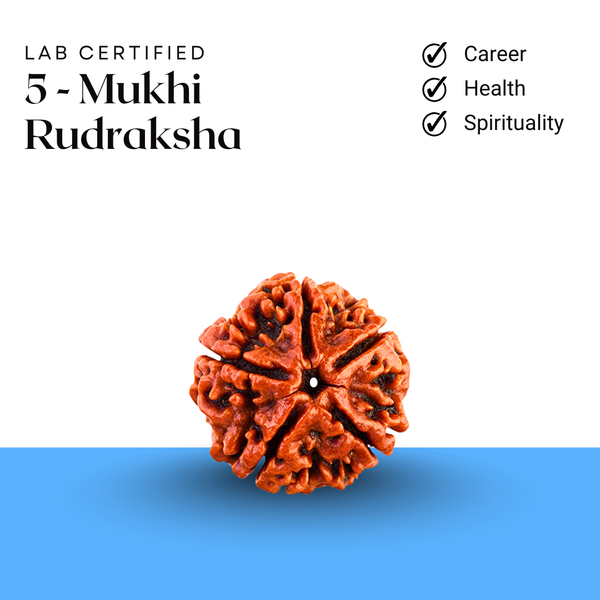 Lab certified 5 Mukhi Rudraksha symbolizing career stability, health, and spiritual growth
