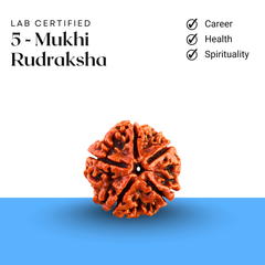 Lab certified 5 Mukhi Rudraksha symbolizing career stability, health, and spiritual growth