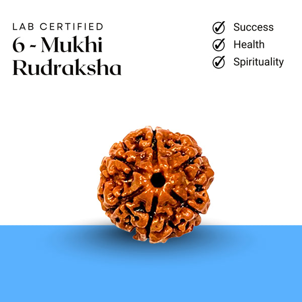 Lab certified 6 Mukhi Rudraksha by Evshu Crystals symbolizing success, health, and spiritual growth