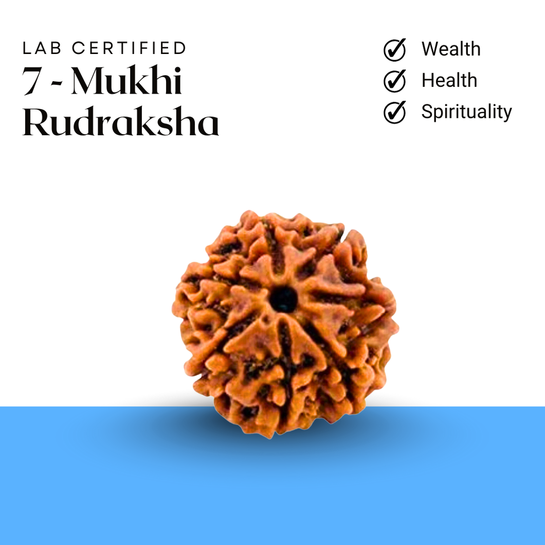 Lab Certified 7-Mukhi Rudraksha bead representing wealth, health, and spiritual growth.