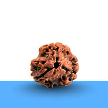 Load image into Gallery viewer, Three Mukhi Rudraksha bead by Evshu Crystals, lab verified and representing health, spirituality, and career balance.
