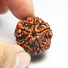 Load image into Gallery viewer, Lab tested 6 Mukhi Rudraksha displayed simply, highlighting its spiritual, health, and success-related attributes.
