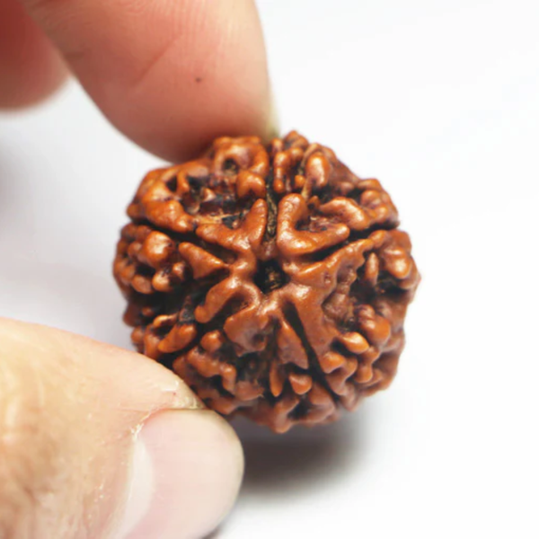 Lab tested 6 Mukhi Rudraksha displayed simply, highlighting its spiritual, health, and success-related attributes.