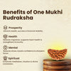 One Mukhi Rudraksha benefits: attracts wealth, supports health, reduces stress, and enhances meditation.