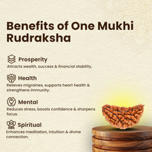 Load image into Gallery viewer, One Mukhi Rudraksha benefits: attracts wealth, supports health, reduces stress, and enhances meditation.
