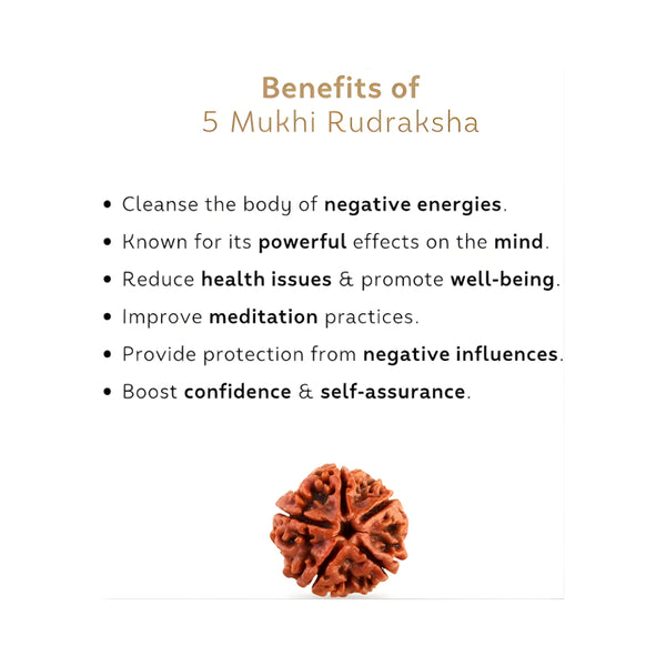 5 Mukhi Rudraksha – Benefits, Meaning & Healing Properties | Lab Certified - Side View | Natural Seven Chakra, Rudraksha Crystal Bracelet for Evil Eye Protection & Negative Energy Shield