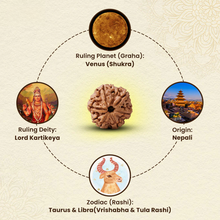 Load image into Gallery viewer, Lab tested Kartikeya Rudraksha displayed simply, reflecting its spiritual, health, and success-related attributes.
