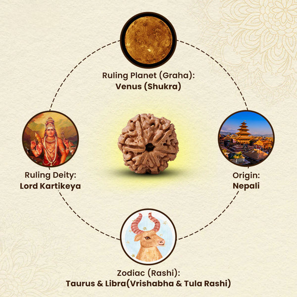Lab tested Kartikeya Rudraksha displayed simply, reflecting its spiritual, health, and success-related attributes.
